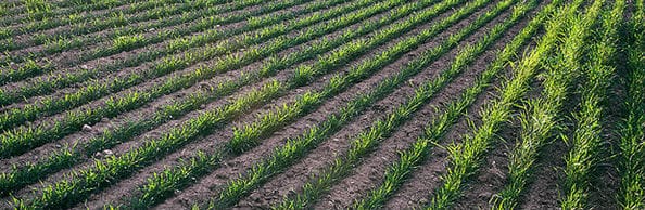 agrochemical
