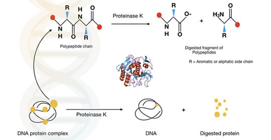 Proteinase K