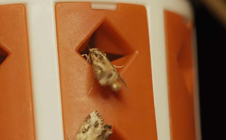 Watson Leads the Way – Using Pheromones for Sustainable Vineyard Pest Control