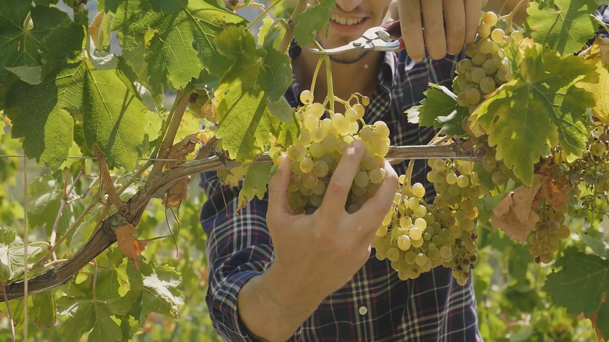 grape-cultivation