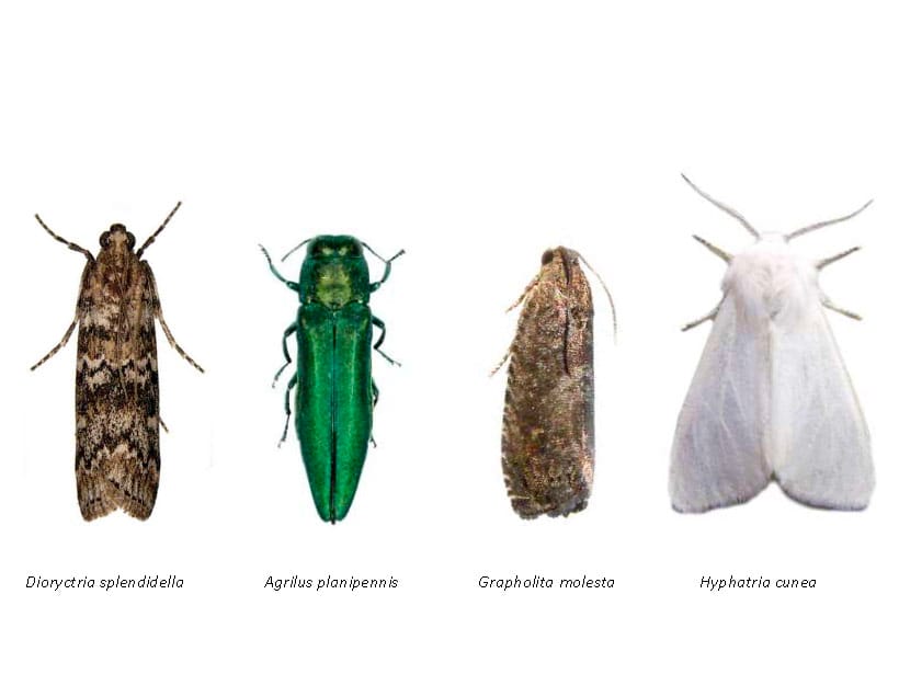 pests